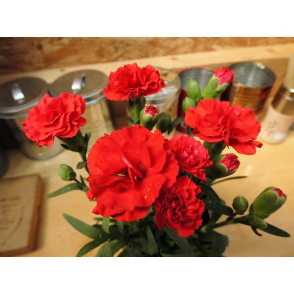 ポットカーネーション プリティいちご 3号ポット苗 Rosefactory Net 通販 Yahoo ショッピング