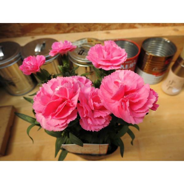 ポットカーネーション プリティローズ 3号ポット苗 Buyee Buyee Japanese Proxy Service Buy From Japan Bot Online
