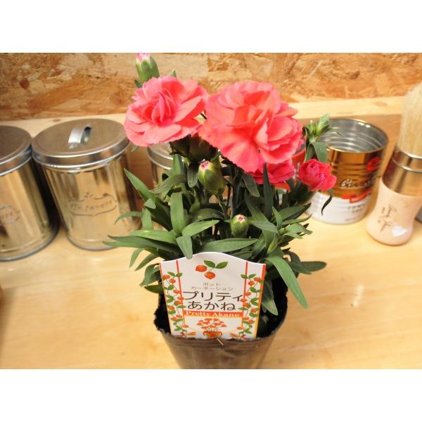ポットカーネーション プリティあかね 3号ポット苗 Buyee Buyee Japanese Proxy Service Buy From Japan Bot Online