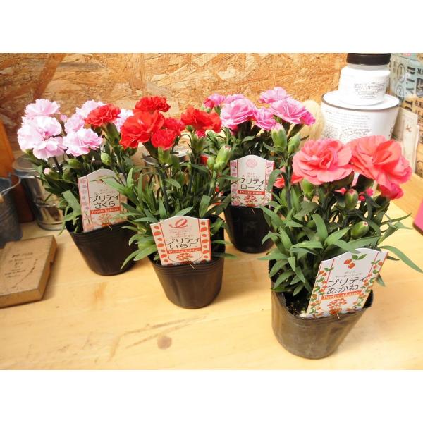 ポットカーネーション プリティあかね 3号ポット苗 Buyee Buyee 日本の通販商品 オークションの代理入札 代理購入