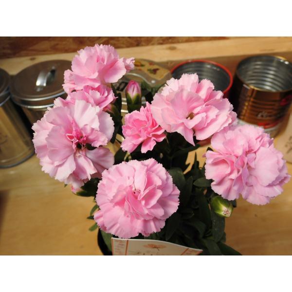 ポットカーネーション プリティさくら 3号ポット苗 Buyee Buyee Japanese Proxy Service Buy From Japan Bot Online