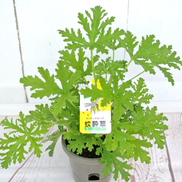 蚊酔草 センテッドゼラニウム カスイソウ 蚊連草 カレンソウ かれんそう ローズゼラニウム ハーブゼラニウム 4号鉢 Buyee 日本代购平台 产品购物网站大全 Buyee一站式代购 Bot Online