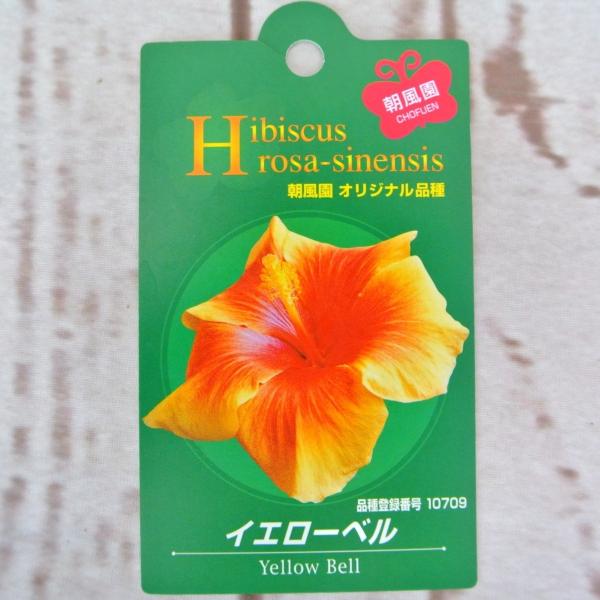 ハイビスカス 大輪咲き イエローベル 5号鉢 朝風園 大人気 Buyee Buyee 日本の通販商品 オークションの代理入札 代理購入