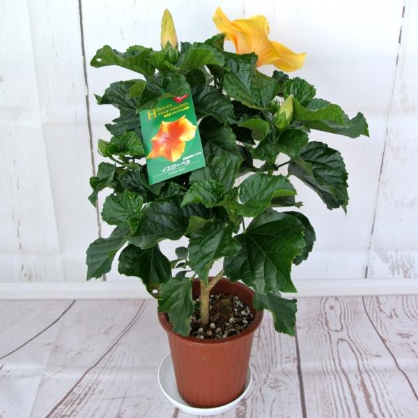 ハイビスカス 大輪咲き イエローベル 5号鉢 朝風園 大人気 Buyee Buyee 日本の通販商品 オークションの代理入札 代理購入