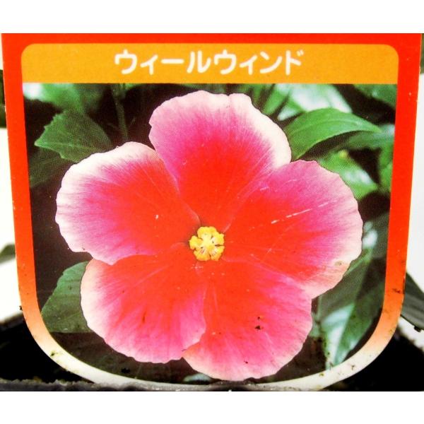 ハイビスカス サマーブリーズ ウィールウィンド 3 5号ポット苗 Buyee Buyee 日本の通販商品 オークションの代理入札 代理購入