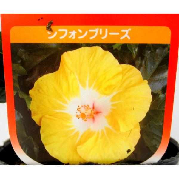 ハイビスカス サマーブリーズ シフォンブリーズ 3 5号ポット苗 Buyee Buyee 日本の通販商品 オークションの代理入札 代理購入