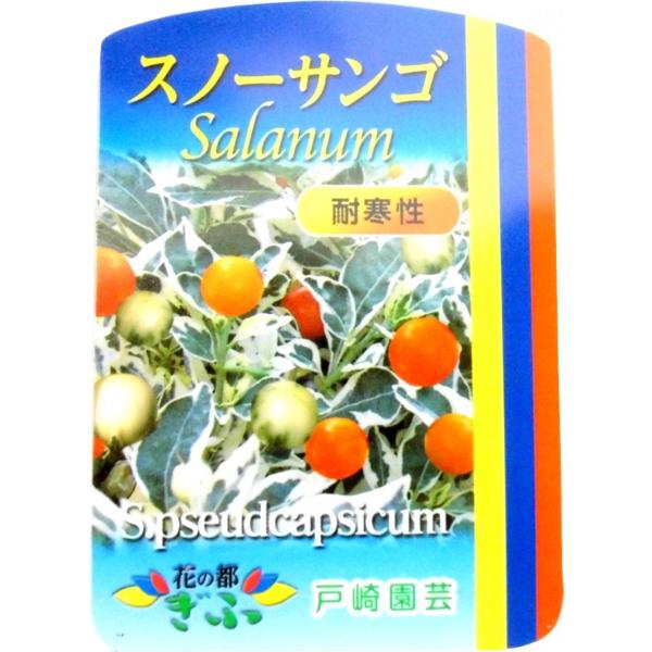 希少品種 スノーサンゴ ソラナム 斑入り フユサンゴ 3 5号ポット苗 Buyee Buyee 日本の通販商品 オークションの代理入札 代理購入