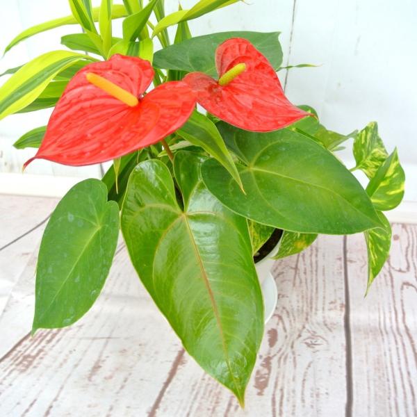 観葉植物 寄せ植え アンスリウム ドラセナ ポトスなど スタッフお任せ 6号丸鉢 送料無料 Buyee Buyee Japanese Proxy Service Buy From Japan Bot Online