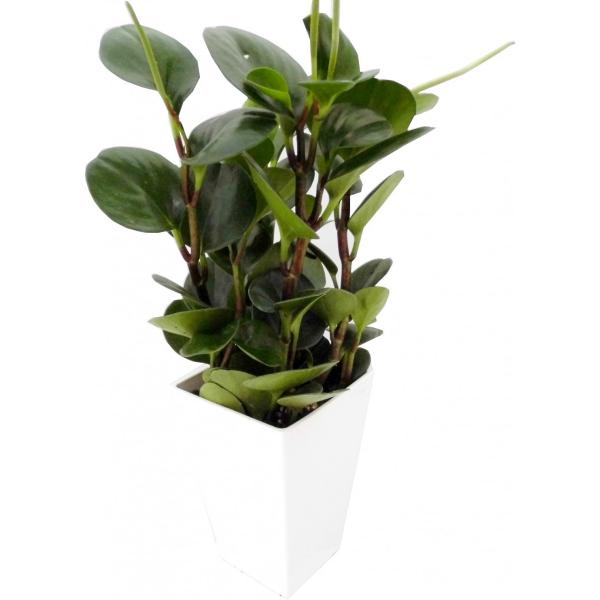 ペペロミア オブツシフォリア 4 5号角鉢 Rosefactory Net 通販 Yahoo ショッピング