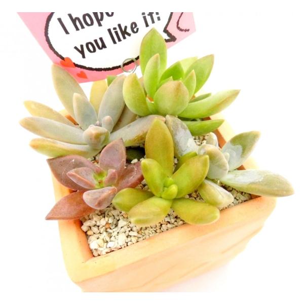 多肉植物 寄せ植え 素焼き鉢 四角 おしゃれな陶器 バンピーポット Buyee Buyee Japanese Proxy Service Buy From Japan Bot Online