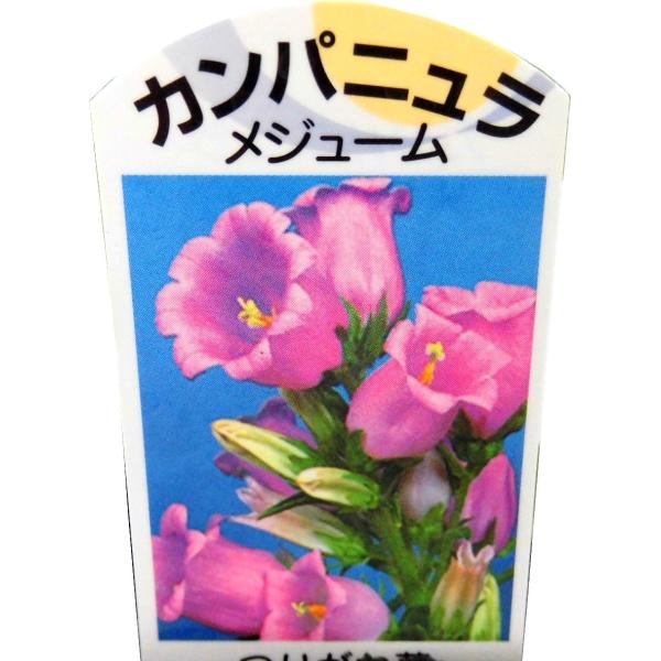 カンパニュラ つりがね草 フウリンソウ 風鈴草 ピンク 3号ポット苗 Buyee Buyee 提供一站式最全面最專業現地yahoo Japan拍賣代bid代拍代購服務 Bot Online