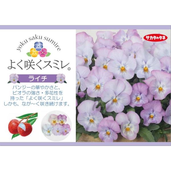 パンジー苗 よく咲くスミレ ライチ 3号ポット苗 サカタのタネ Buyee Buyee 日本の通販商品 オークションの代理入札 代理購入