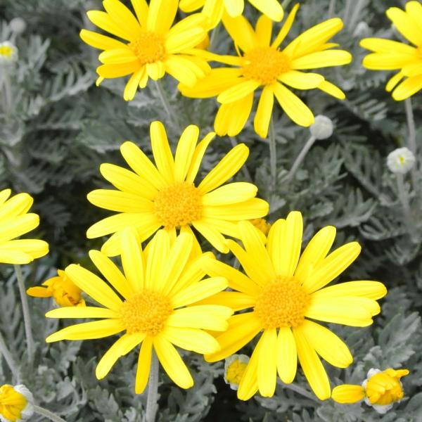 ユリオプスデージー 3号ポット苗 ユリオプスデイジー 寒さに強い 冬の花壇 寄せ植えにも最適 Buyee Servis Zakupok Tretim Licom Buyee Pokupajte Iz Yaponii