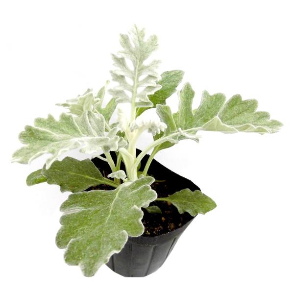 シロタエギク 白妙菊 ダスティーミラー 3号ポット苗 冬の寄せ植えに Buyee Buyee Japanese Proxy Service Buy From Japan Bot Online