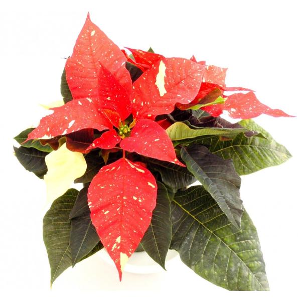 rose-factory_27102002