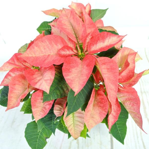 スワロフスキー◇ポインセチア　花　クリスマス　鉢　クリスタル スワロフスキー◇ポインセチア 花 クリスマス 鉢 クリスタル