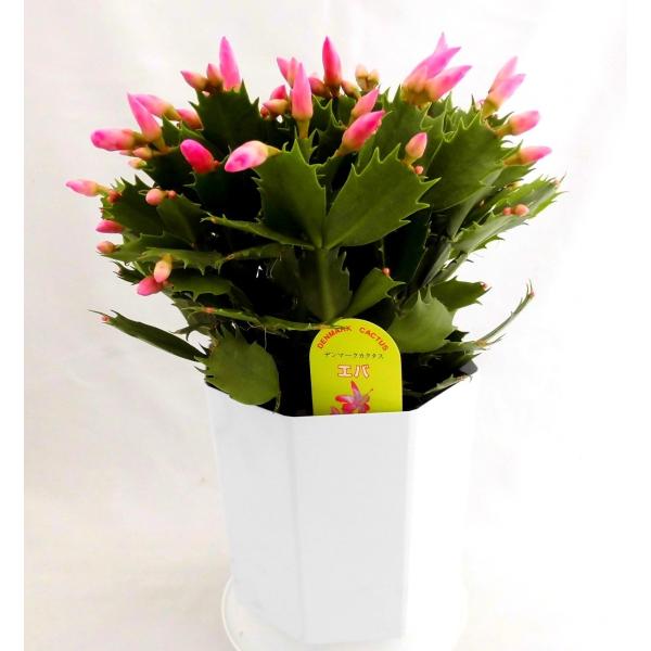 シャコバサボテン クリスマスカクタス デンマークカクタス カニバサボテン エバ 5号鉢 Buyee Buyee Japanese Proxy Service Buy From Japan Bot Online