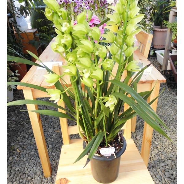 シンピジュウム 5条 シンビジューム×10つぼみ×2｜商品案内｜株式会社アスカ商会
