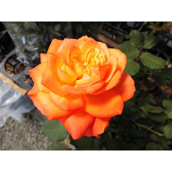 バラ 苗 フロリバンダ クリウテ 中輪房咲き 四季咲き性 Buyee Buyee Japanese Proxy Service Buy From Japan Bot Online