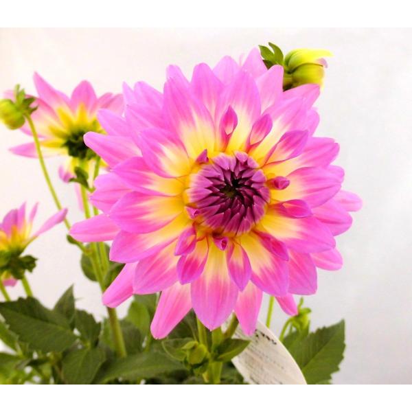 ダリア ダリーナマキシ サリナス ピンク 6号鉢 Rose Factory 通販 Yahoo ショッピング