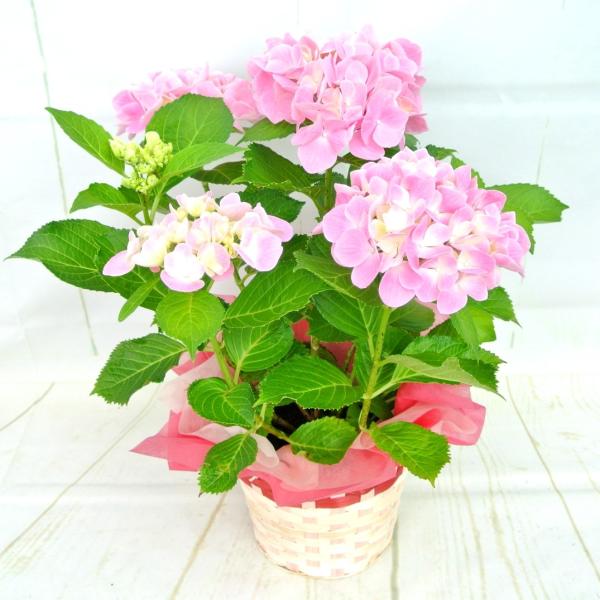 アジサイ エイプリルクィーン 5号鉢 きれいな薄ピンク 紫陽花 ハイドランジア 送料無料 ラッピング無料 ギフト対応 Buyee Buyee 日本の通販商品 オークションの代理入札 代理購入