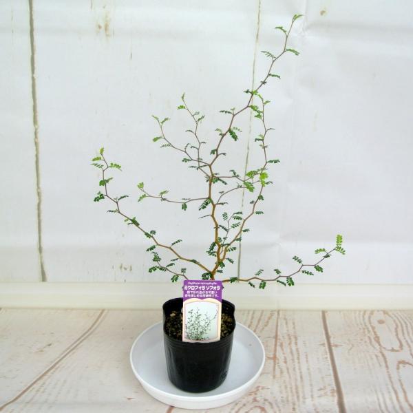 ソフォラ ミクロフィラ 3号 メルヘンの木 リトルベイビー おしゃれな木 観葉植物 Buyee Buyee Japanese Proxy Service Buy From Japan Bot Online