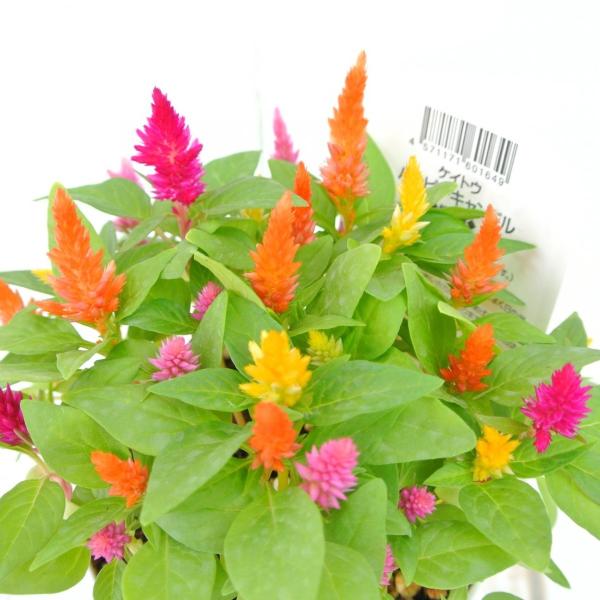 ケイトウ ハッピーキャンドル 3 5号硬質ポット おしゃれ かわいい 置くだけ Rosefactory Net 通販 Yahoo ショッピング