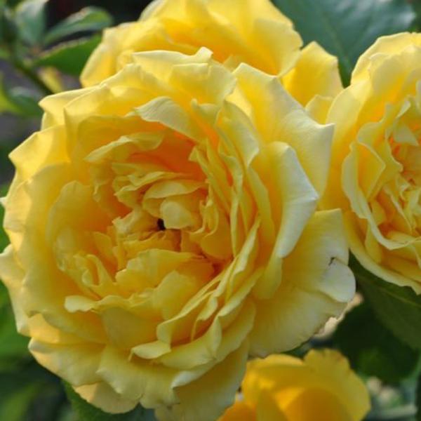 バラ苗 新苗 ゴールデンゲート つる 4号鉢 予約販売 4月中旬以降 順次出荷予定 Buyee Buyee Japanese Proxy Service Buy From Japan Bot Online