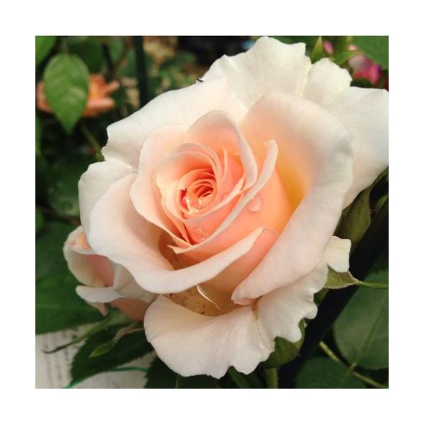 バラ苗 新苗 プリティーレディ 中輪 4号鉢 Buyee Servis Zakupok Tretim Licom Buyee Pokupajte Iz Yaponii