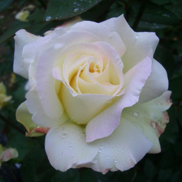 バラの家 新苗 みんな探してる人気モノ バラの家 新苗