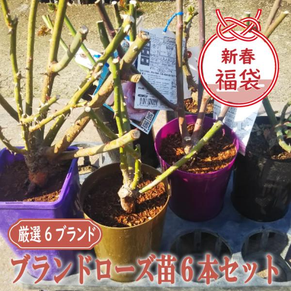 2026新春お年玉企画　福袋　厳選ブランドローズ6本セット（内容品：バラ苗2年大株苗4号鉢6点）通常総額23,880円（税込）＋送料(2,340円〜）のところ15,000円（税込）＆送料無料（北海道・沖縄・離島は送料1,200円かかります）...