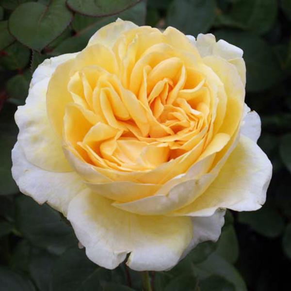 ディル 苗の人気商品 通販 価格比較 価格 Com