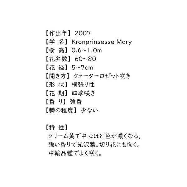 バラ苗 ２年大株苗 クロンプリンセス メアリー ノスタルジック 4号鉢 Buyee Buyee 日本 の通販商品 オークションの代理入札 代理購入