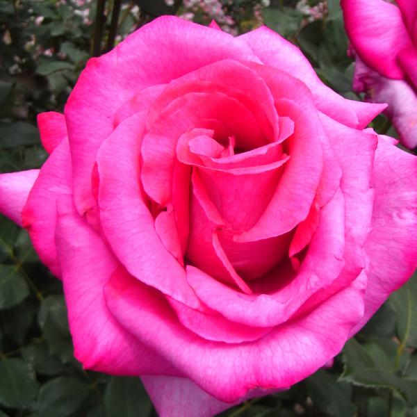 バラ苗 ２年大株苗 パローレ 大輪 4号鉢 予約販売 11月中旬以降 順次出荷予定 Buyee Buyee Japanese Proxy Service Buy From Japan Bot Online