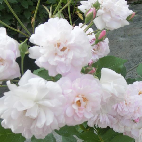 バラ苗 2年大株苗 コーネリア オールドローズ 4号鉢 Buyee Buyee Japanese Proxy Service Buy From Japan Bot Online