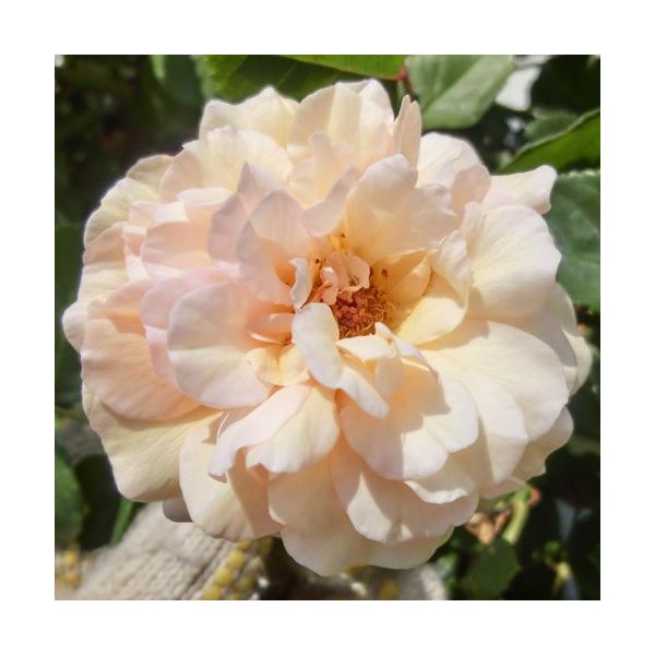 バラ苗 2年大株苗 コーネリア オールドローズ 4号鉢 Buyee Buyee Japanese Proxy Service Buy From Japan Bot Online