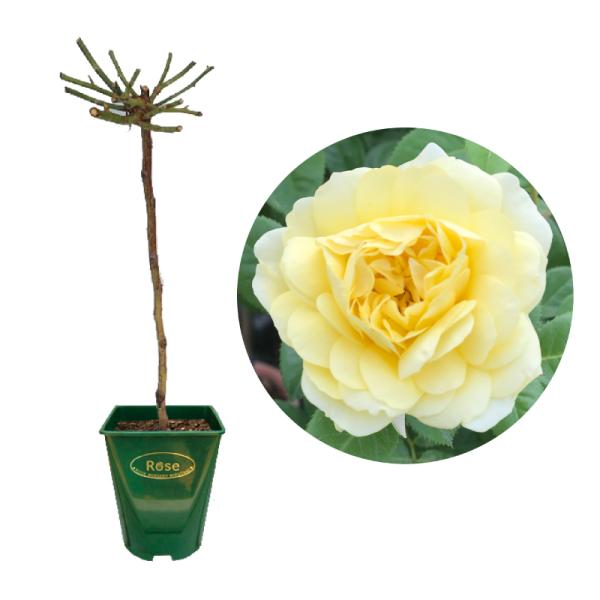 鉢サイズ：6号鉢高さ　　：約90〜100ｃｍ（鉢含む）【花弁数】20〜30【花　径】4〜5cm【開き方】半剣弁咲き【花　期】四季咲き【香　り】少ない【特　性】爽やかさを感じる黄色。早咲きで多花性。　　　　　　※お届け時の苗は、基本的に葉や花...