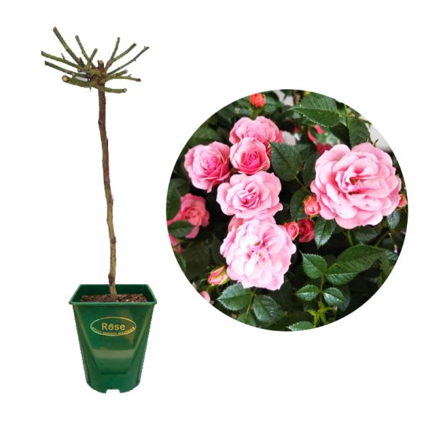 鉢サイズ：6号鉢高さ　　：約80ｃｍ（鉢含む）【花弁数】　20〜30【花　径】　3〜4cm【開き方】　半剣弁咲き【花　期】　四季咲き【香　り】　微香【　棘　】　中程度【特　性】　ピンク色の花は開花が進むと少し淡く変化する。非常に多くの花を咲...