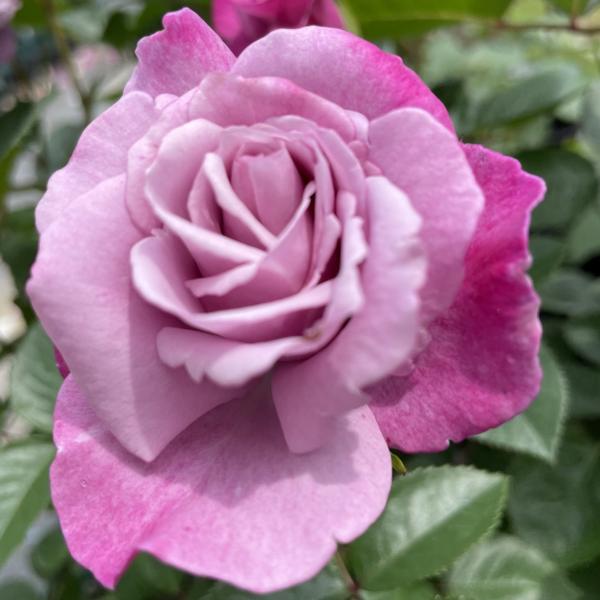 rose-nakashima_erenoa