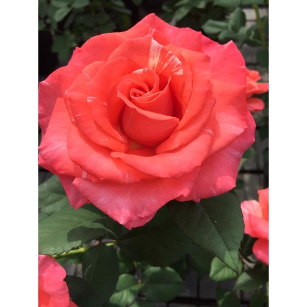 rose-nakashima_pejrbjemb5