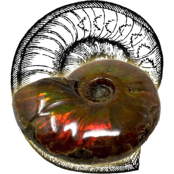 【商品概要】Ammonite Red Iridescent　サイズ：約 40mm前後　オリジナル標本ケース（ポリスチレン樹脂製、上面は傷が付きにくいガラス製）サイズ：82 × 60 × H40ｍｍ時代：白亜紀前期（Albian）約1億年前英...