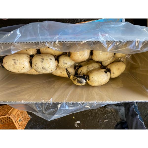 レンコン 蓮根 かすみがうら 産地直送 ギフト 贈り物 2kg 4kg 5kg