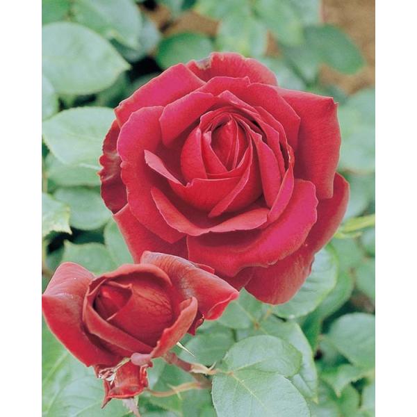 アウトレット バラ苗 オクラホマ ハイブリッドティー Ht 四季咲き大輪 赤系 Buyee Buyee Japanese Proxy Service Buy From Japan Bot Online