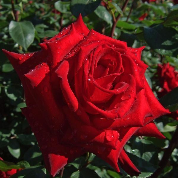 アウトレット バラ苗 熱情 ねつじょう ハイブリッドティー Ht 四季咲き大輪 赤系 112 030b バラ専門店 ザ ローズショップ 通販 Yahoo ショッピング