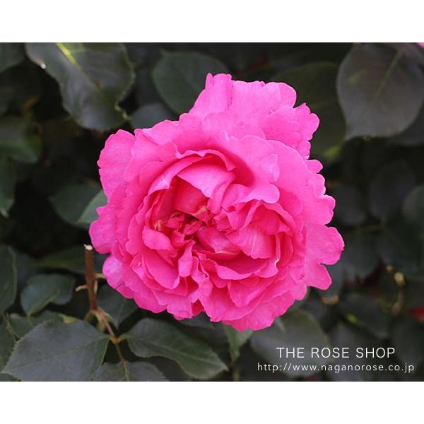 バラ苗 大苗 イブピアッチェ ピンク系 Buyee Buyee Japanese Proxy Service Buy From Japan Bot Online