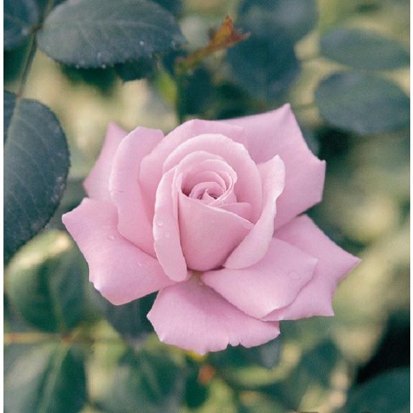 �o���c �u���[���C�g (��c) �n�C�u���b�h�e�B�[ �l�G�炫 ��� ���n ���Y�c 6���X���b�g�� ����