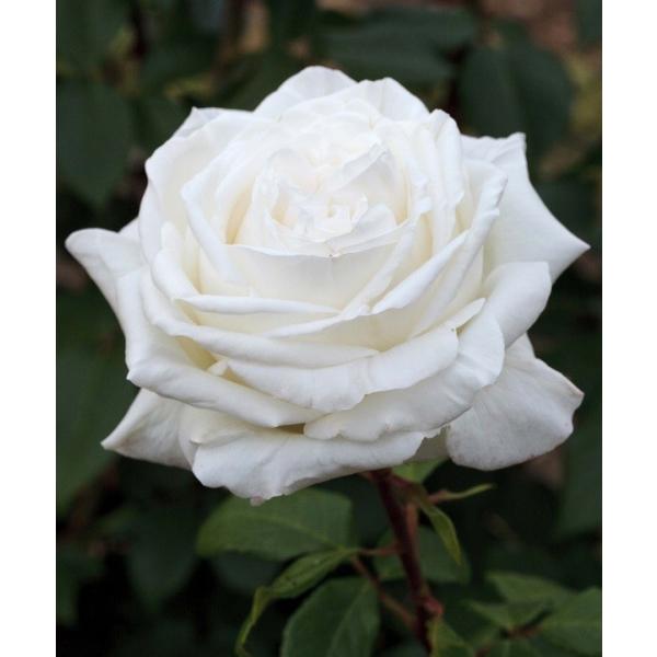 予約苗 バラ苗 ビブラマリエ！ (大苗) ハイブリッドティー 四季咲き