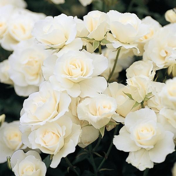 oc ACXo[O (AEgbgc) to_ lG炫  n RfX Yc 6Xbg