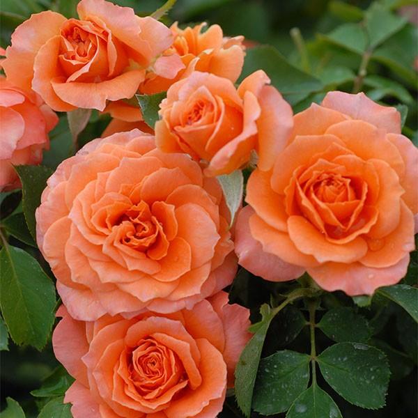 バラ スリット鉢」の人気商品一覧 | 安い商品を通販サイトから探す