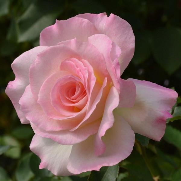 バラ苗 大苗 マチルダ 複色系 112 011y バラ専門店 ザ ローズショップ 通販 Yahoo ショッピング